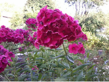 ����� ����-���������