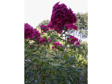 ����� ����-���������