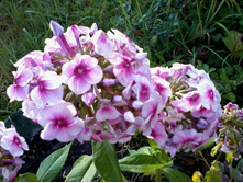 ����� ������-������� � ��������� �ף�������