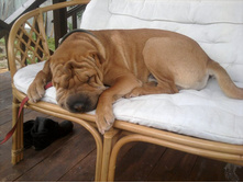 ������ ������� ����� �� ����