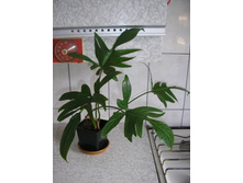 ���������� Squamiferum gold- ������ �������� ��������....