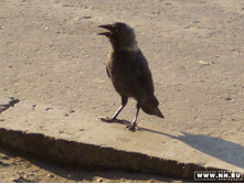 ����� ������� ,