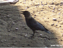 ����� ����� ��...