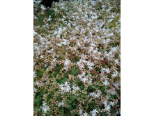 ������ ���������_��������