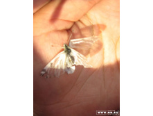 �������: ������� �� ������...