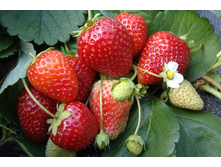 ��������� ������� ������   42�