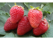  ��������� ������� ��������  42�