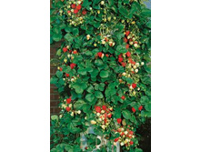 ��������� ������� ��������