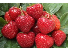 ��������� ������� ������   �