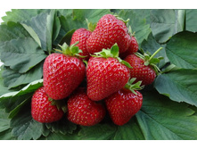 ��������� ������� ��������  36�