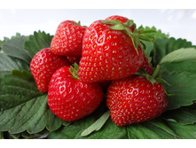 ��������� ������� ������� 36�