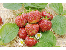 ��������� ������� ������� 36�