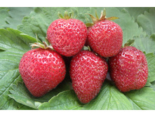  ��������� ������� �������  36�