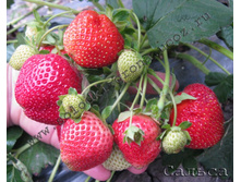 ��������� ������� ������   36�