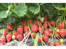  ��������� ������� �������  36�