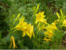 �������� ��������� ����� 50�