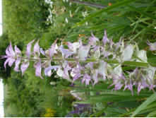 ������ ���������