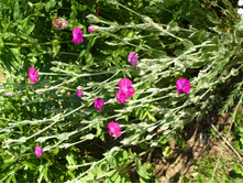 ������ ���������� 