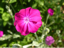 ������ ����������