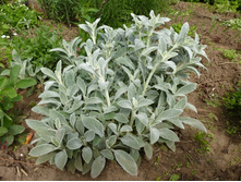 ������ ���������� 20�(������,������ ����)