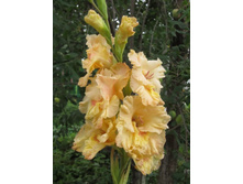 ���� ���������