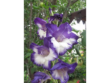 ���� � ����