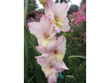 ������ ����!