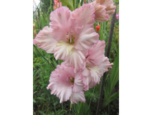 ������ �������