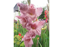 ����� ����