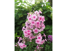 ���� ������.