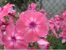 ������� ����� (����� ��������)