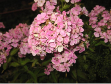 Sherbet Cocktail    ����� ��������