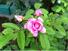 ������� ��������.JPG