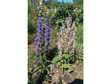 �������� ������� ����������� �������