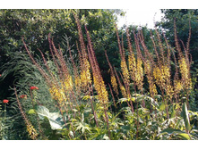 ��������� ��������������