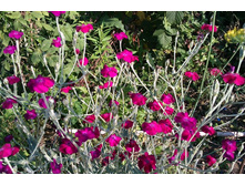 ������  ���������� ,��� �������� �������� ������ �������� ����� ��������