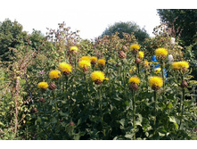 ���� � ������ �� ������� ������������� � �������