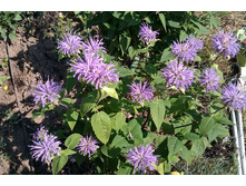 ������� 50�