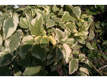 ����� ������������ ��� �� � ��� ������� � ��� �� ��������