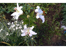 ����� ���� ����� � ���������