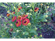 �������� ������� ����������