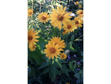 ���������-������ �������  35�