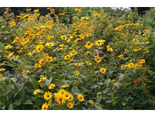 ������ ������� ,���������                                                               