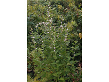 ����� ��������