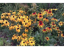 �������� ����� ������ � ����� �������