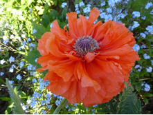 ��� ��������