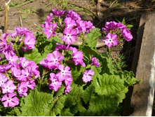 ������� �������,����� �������