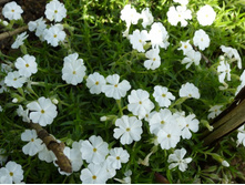 ������ �������� �����