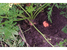 ���� ��� ���� ��� �������� �������� ������