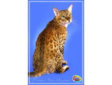 IMG_0372 ++ �����.jpg